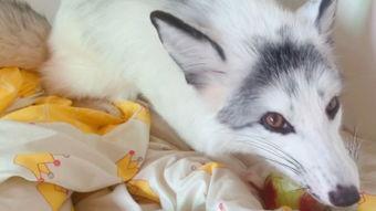 娱乐吃瓜丫狐狸